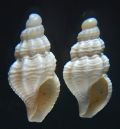 Bela taprurensis